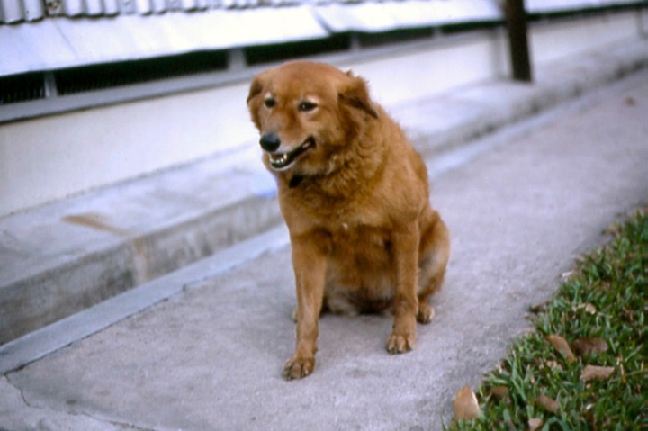  ( Beauty a.k.a. ‘Boot’, Singapore 1969 ) The 8 Coy dog at Ayer Rajah Road.  They tried on a couple of occasions to get her a companion; but all she ever did was to repeatedly lead them out into the middle of the road until they were run over! 