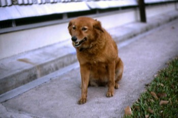  ( Beauty a.k.a. ‘Boot’, Singapore 1969 ) The 8 Coy dog at Ayer Rajah Road.  They tried on a couple of occasions to get her a companion; but all she ever did was to repeatedly lead them out into the middle of the road until they were run over! 